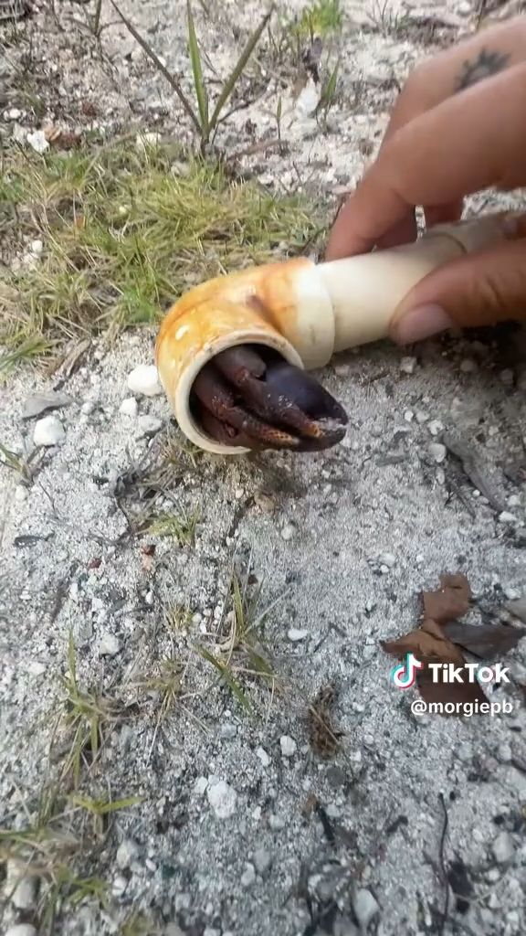 パイプの中にヤドカリが