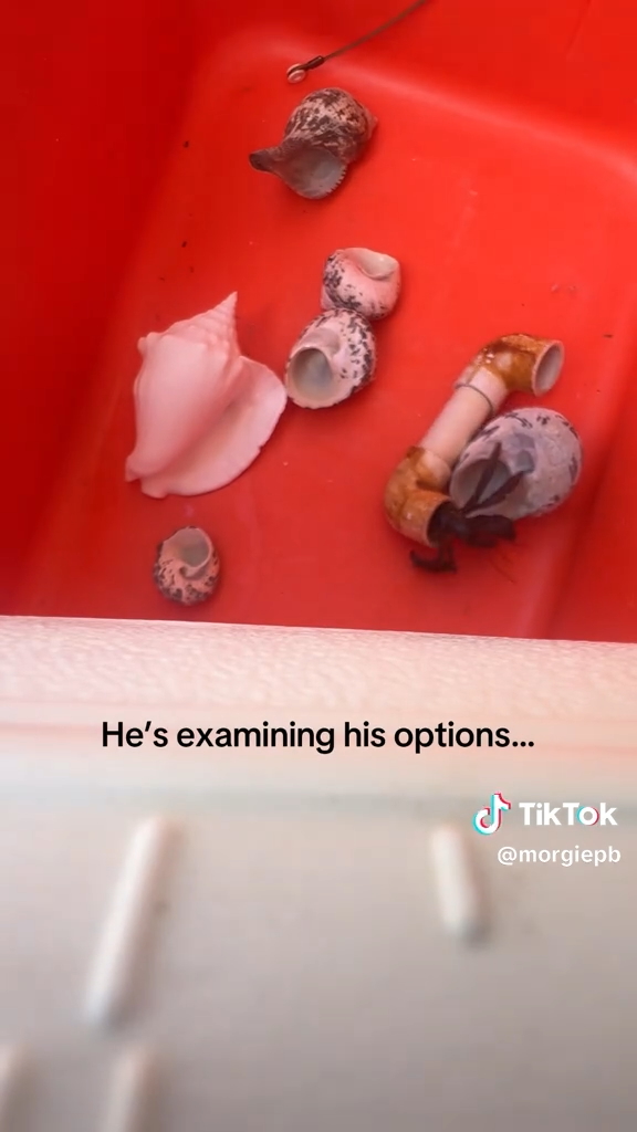 新居となる貝殻を物色するヤドカリ