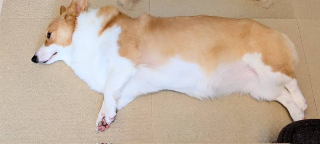 ブラッシングを受けて寝転ぶこまちちゃん