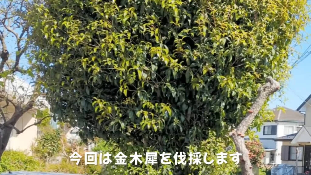 実家の庭にあるキンモクセイを全体的にカットしていきます