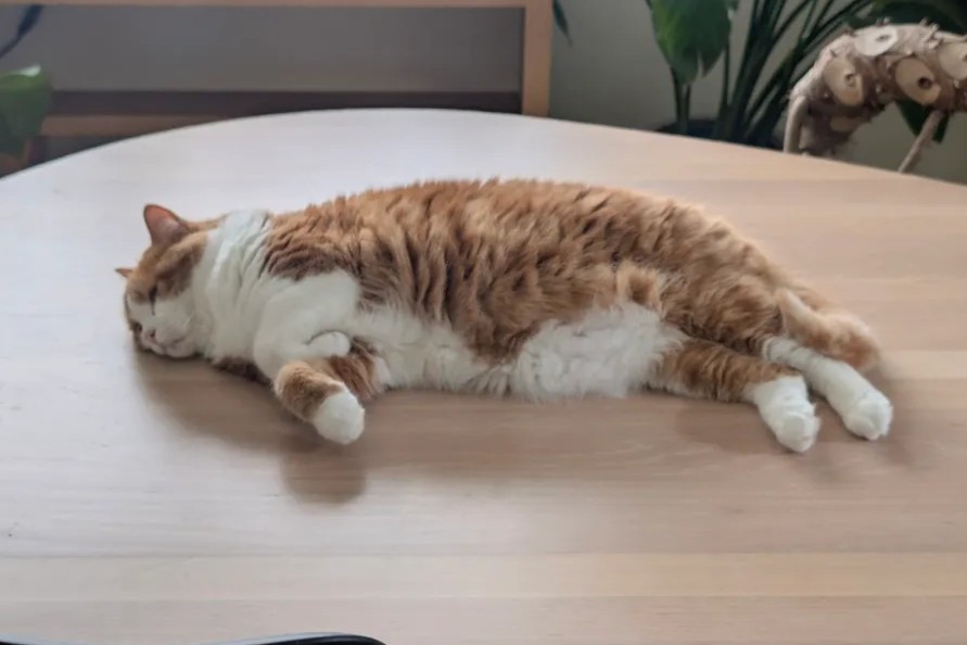テーブルの上に猫が寝転んでいる様子を拡大したもの