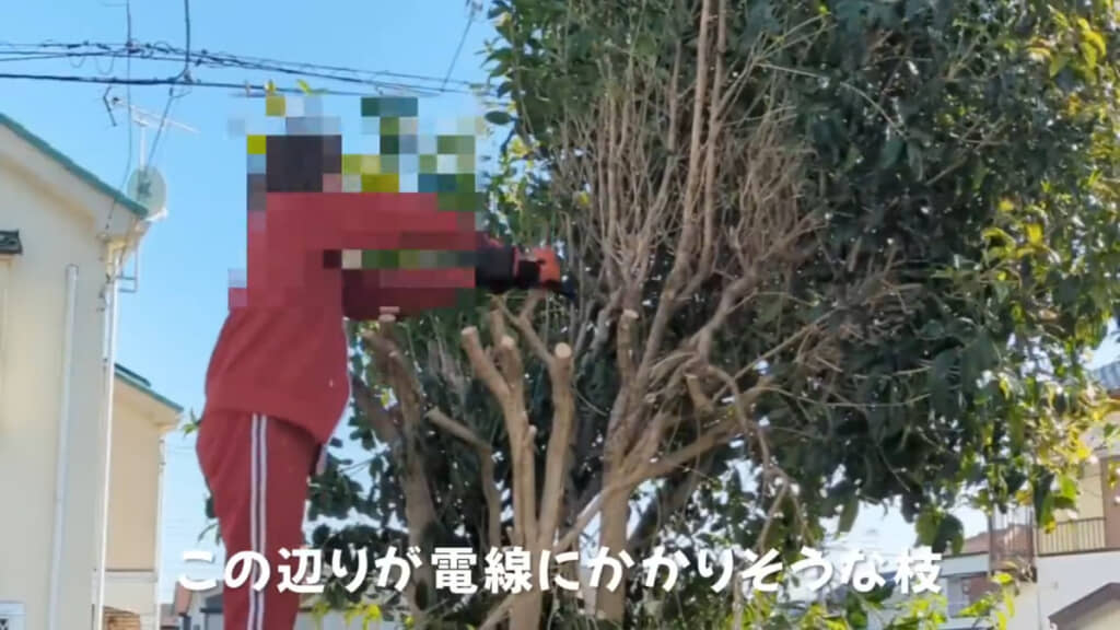 だんだん木の中心が見えてきました