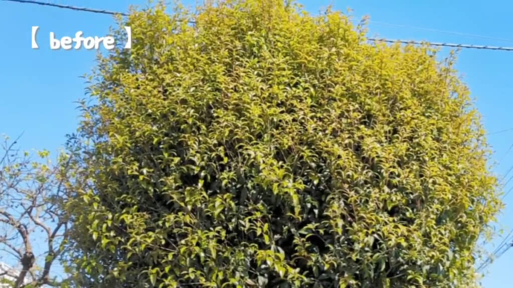 電線に届きそうなほど伸びていたキンモクセイが……