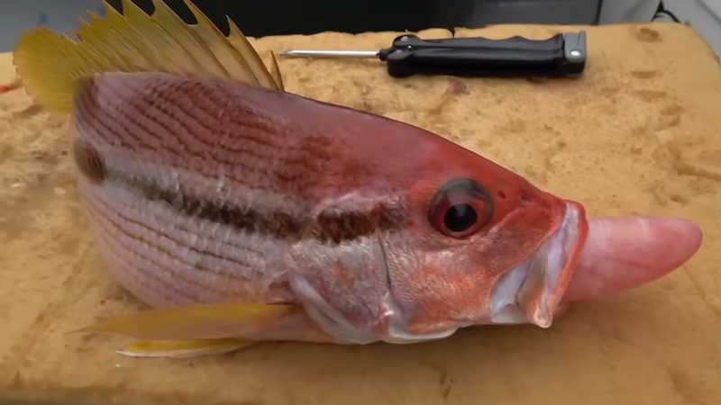ヨコスジフエダイが釣れました