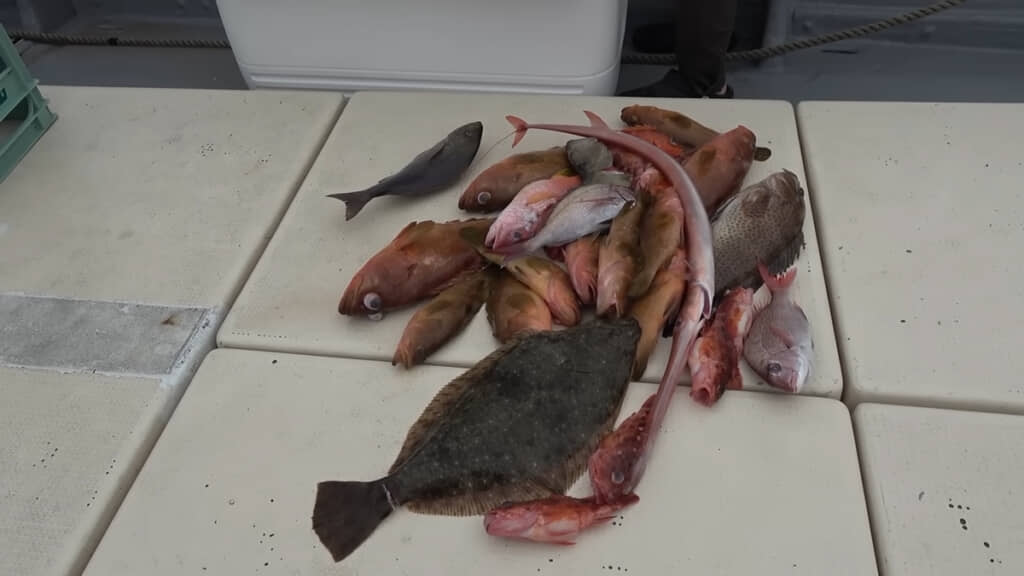 
本日の釣果、大漁です◎