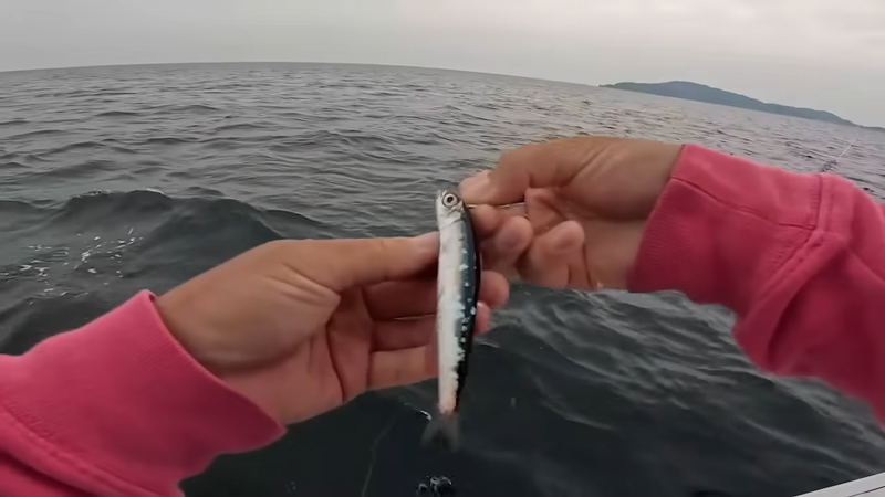 船上から“生きたイワシ”を泳がせたら……「もう漁のレベル」　とんでもない大物に仰天「持ってますね」（1/2） | その他生き物 ねとらぼ