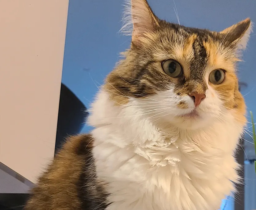 こう「見つめる先に…トイプードル」「こちらを向いて…白キジ猫」 猫の不思議キジ猫│フェリシモ猫部