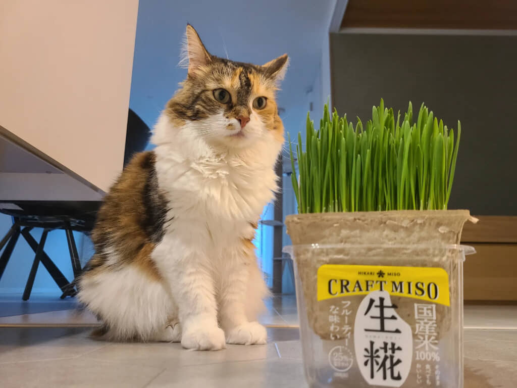 食べ物だとは思ってなさそう……？