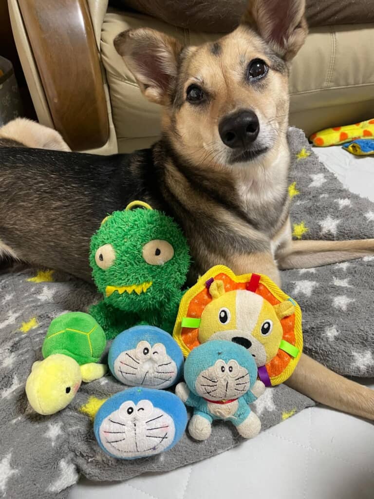 ワンちゃんとお気に入りのぬいぐるみが並んだ写真。ドラえもんのぬいぐるみなどが並んでいる