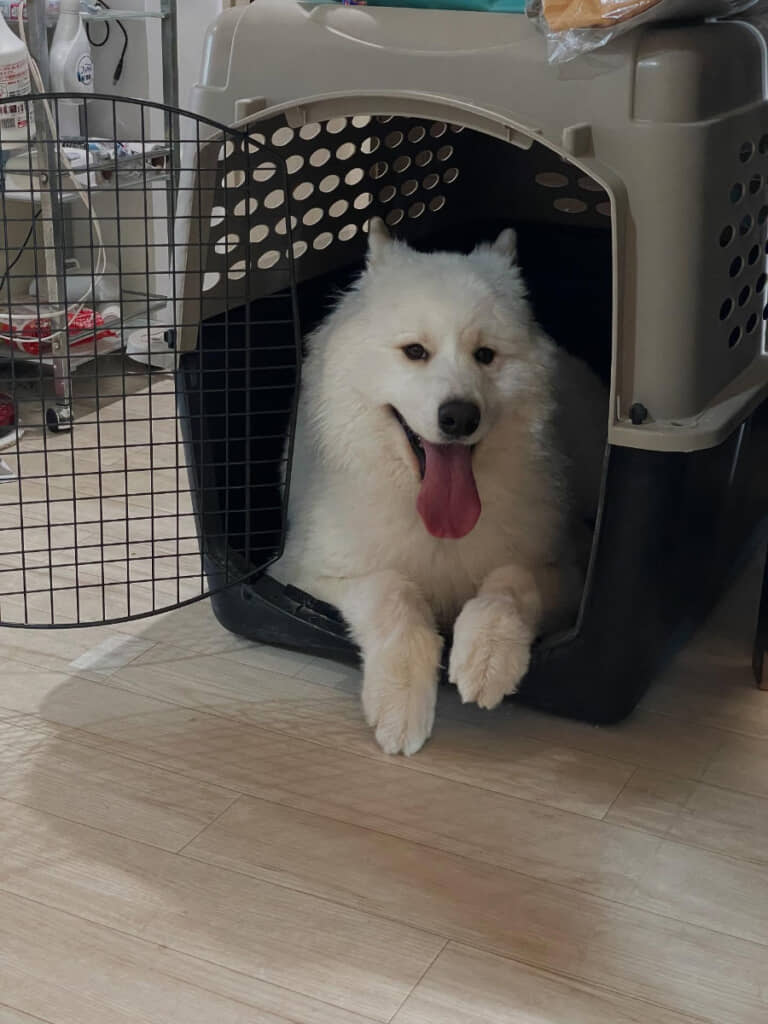 サモエドの「まっちょくん」