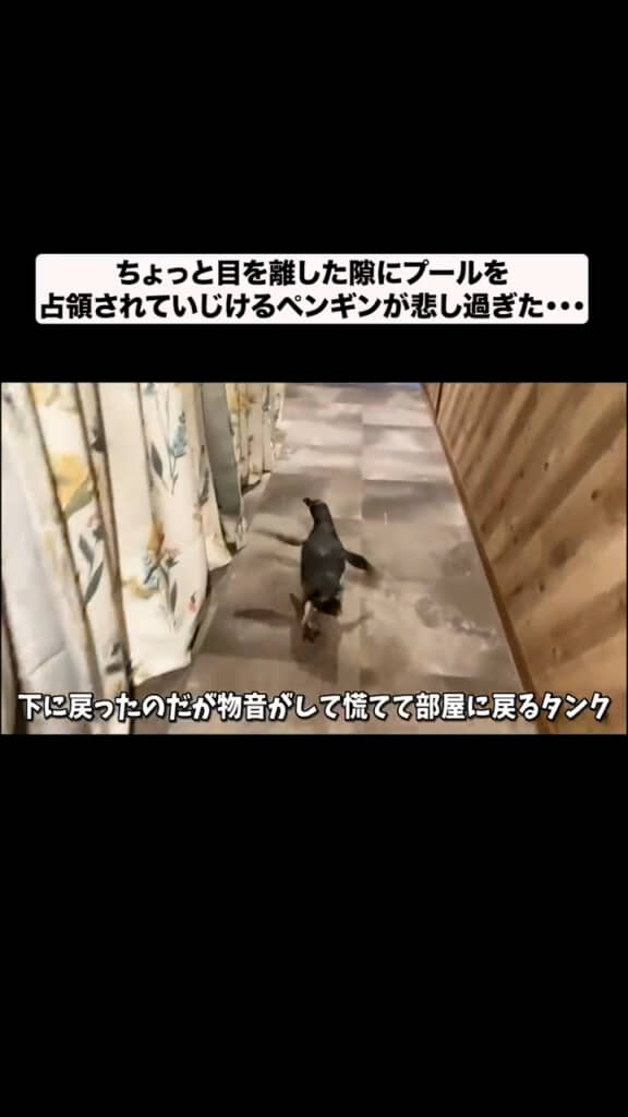 慌てて部屋に戻るタンクくん