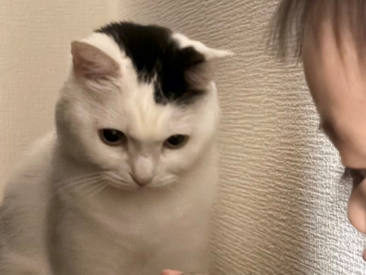 猫と赤ちゃん、妙に静かだなと思ったら……　1180万表示の理解が追いつかない光景に「なにー！？」「極めてシュール」（1/3） | 猫 ねとらぼ