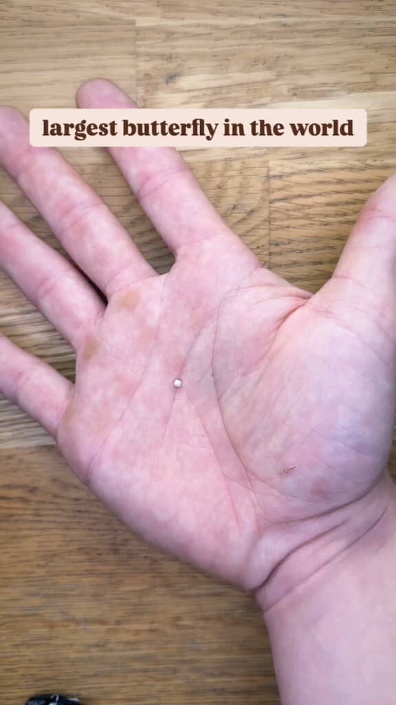 吹けば飛びそうな小さな卵