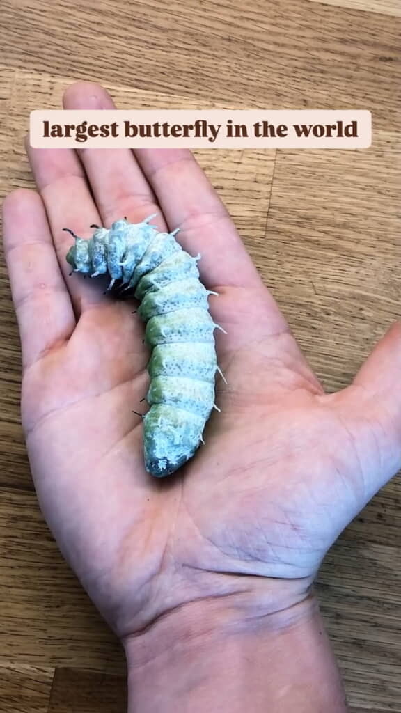 めっちゃ育った