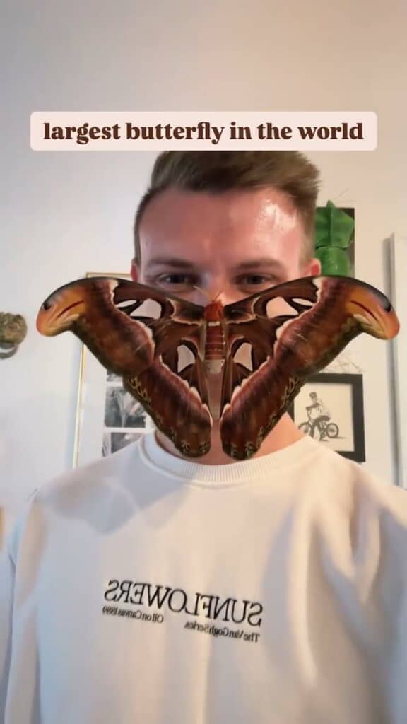 成虫を顔にくっつけてみるとこのサイズ！