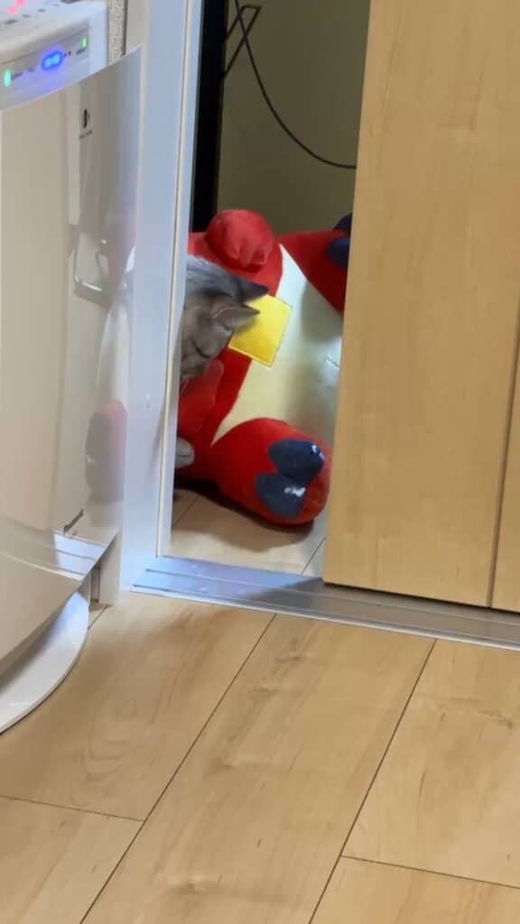 ホゲータのぬいぐるみを引っ張る猫・あまくん