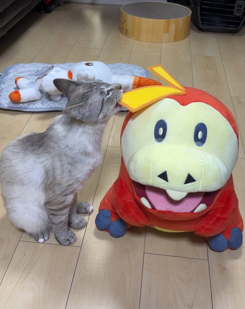 仲良さそうなホゲータぬいぐるみとあまくん
