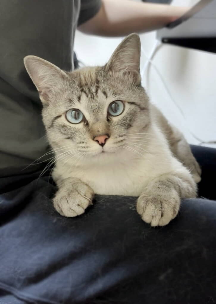 お迎え2週間で膝のりキャットに進化！
