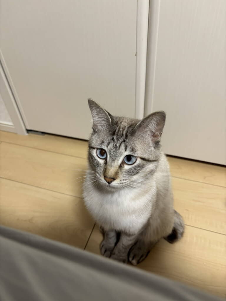 ちょこんと座って見上げるあまくん
