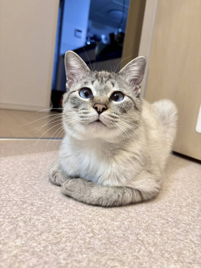 お風呂終わるのを待つもできちゃう
