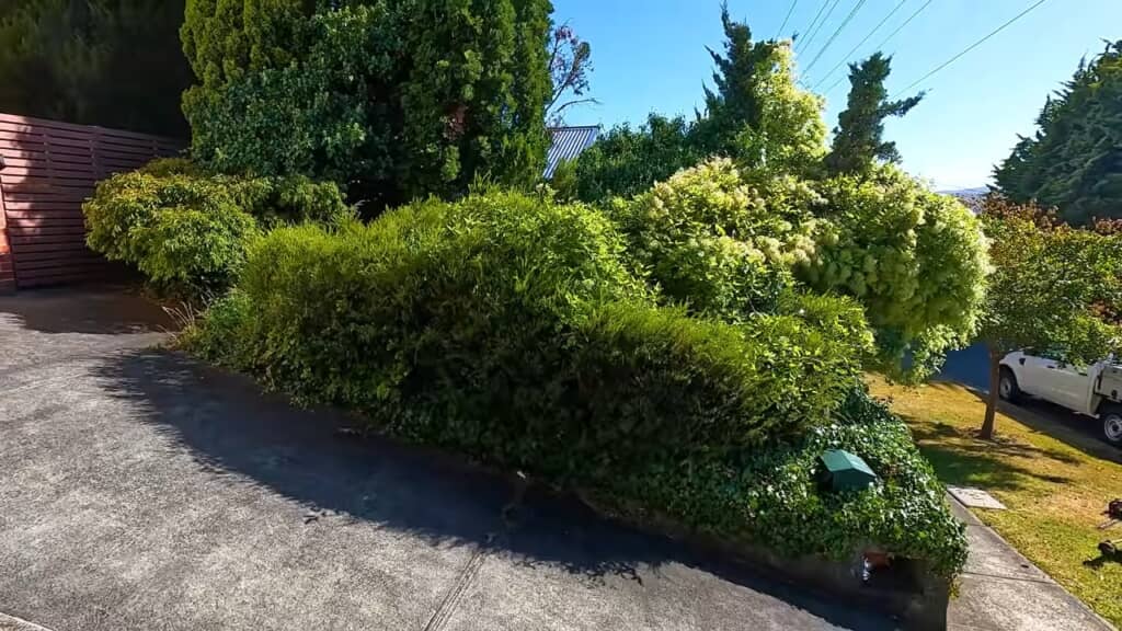 伸び放題の草木で荒れた庭。生け垣に見えなくもないが、そんなつもりではないもよう