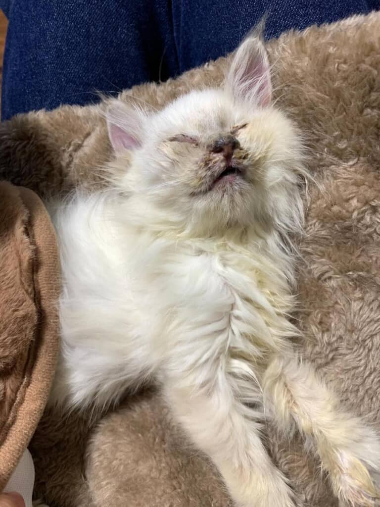 側溝で保護されたてんとくん