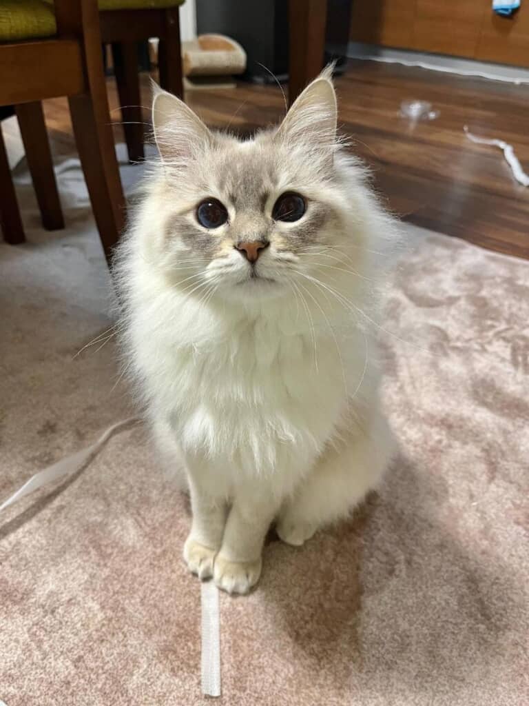 美しい大人猫に成長