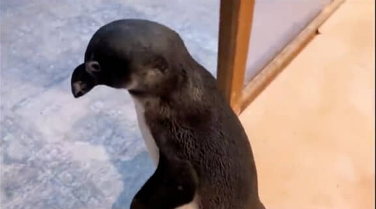 人と暮らすペンギン、大好きなプールから一瞬目を離したら……　まさかの光景に絶望する姿が450万再生「可愛すぎて心臓に悪い」（1/3） | その他生き物 ねとらぼ