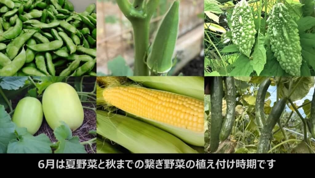 6月は夏野菜と秋までのつなぎ野菜の植え付け時期