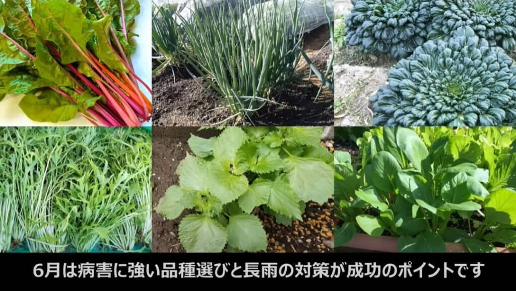 病害に強い品種選びと長雨の対策が成功のポイント