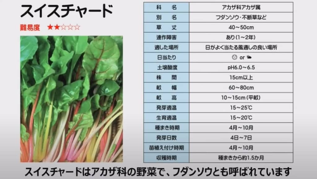 スイスチャード