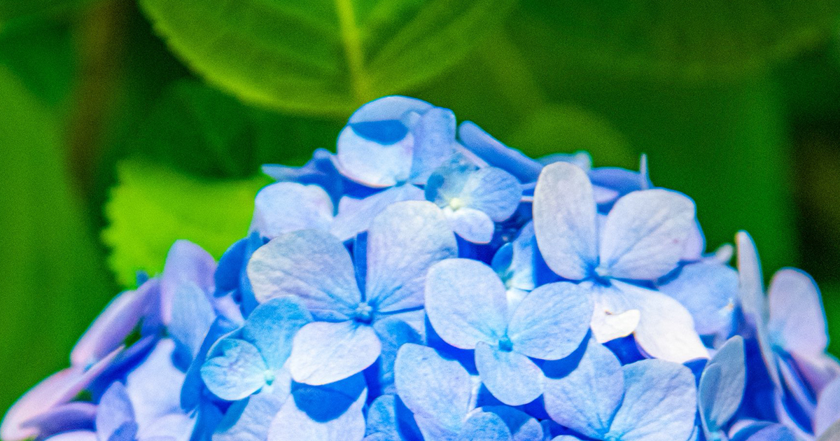 「すげえええ!!」　 摩訶不思議な“レアあじさい”発見→「良いことありそう」「ラッキーのお裾分けありがとう」と370万表示　（1/2） | ライフスタイル ねとらぼ