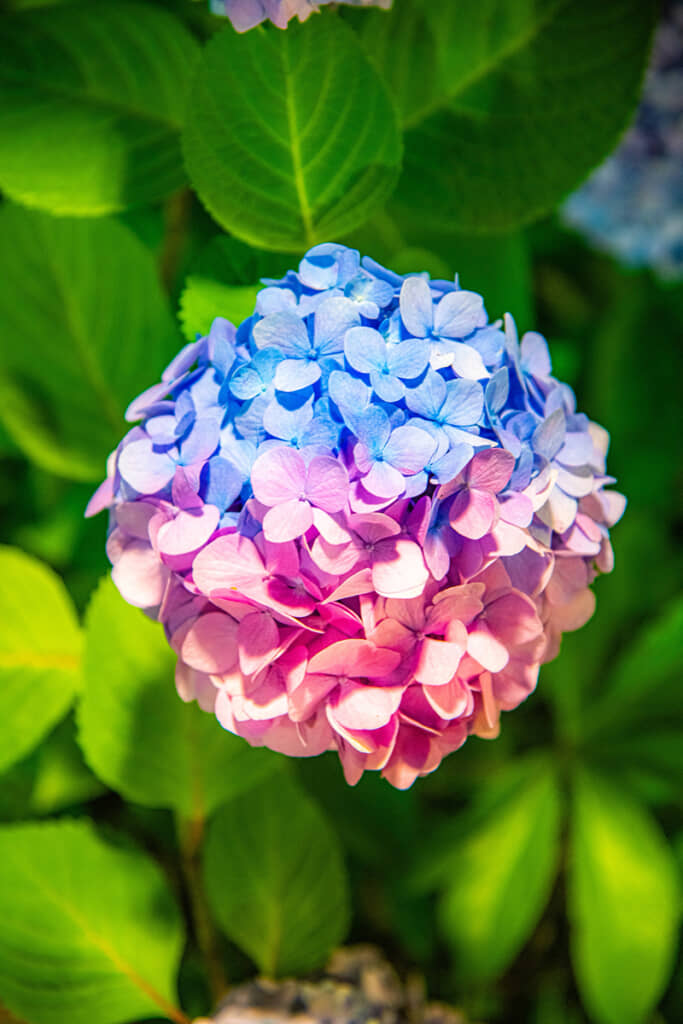 これは珍しい！