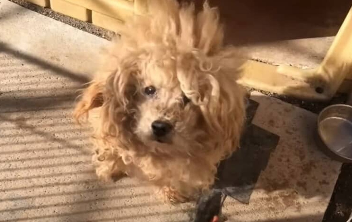 娘が実家に置いていき親にも「いらない」と言われた犬→保護して2カ月後……　「泣いてしまいました」「絶対幸せになって」　（1/3） | 犬 ねとらぼ