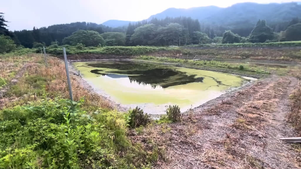 稚魚池の水面が藻で覆われていましたが