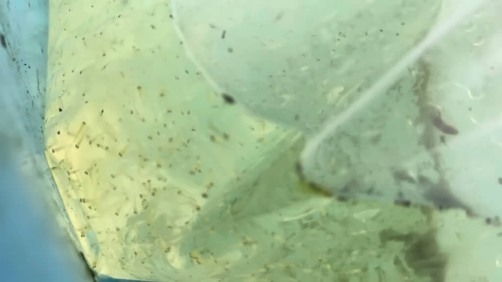 錦鯉の稚魚、驚くほど小さいです