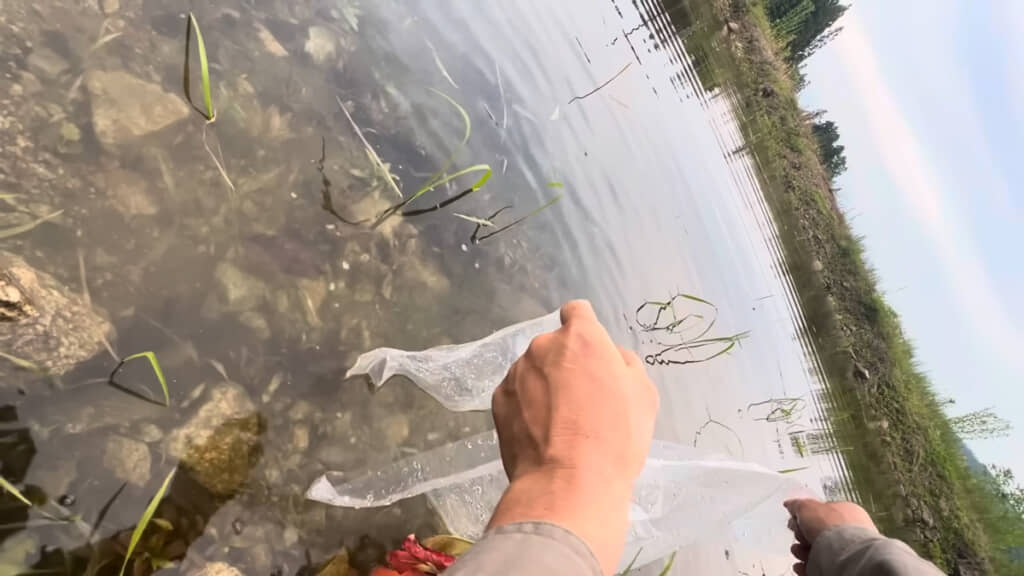稚魚を池に放流