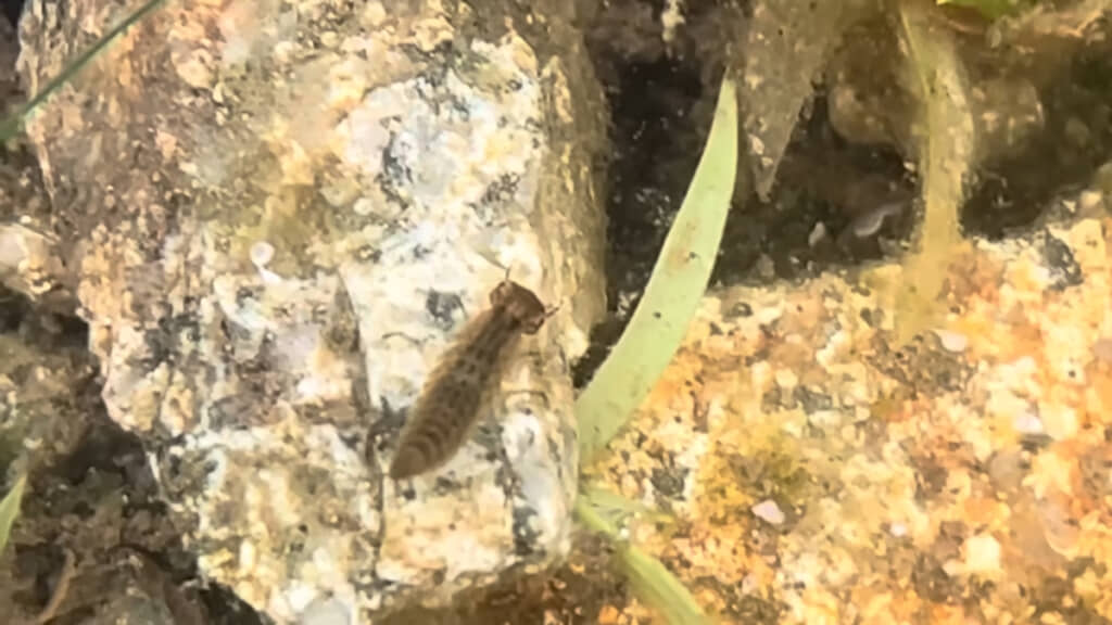稚魚を食い荒らしてしまう、厄介な昆虫の姿が……！