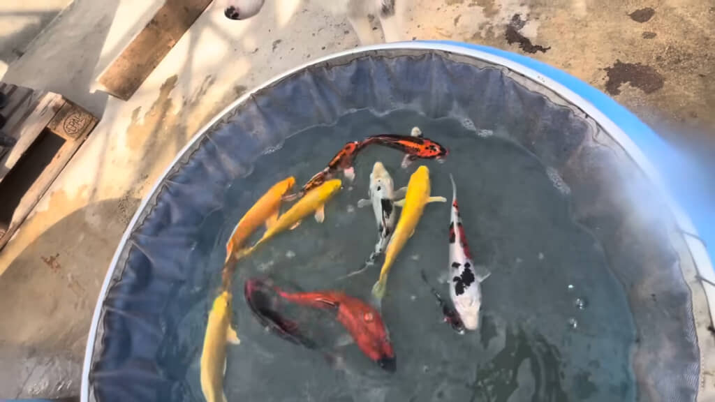 1匹ずつ選別します