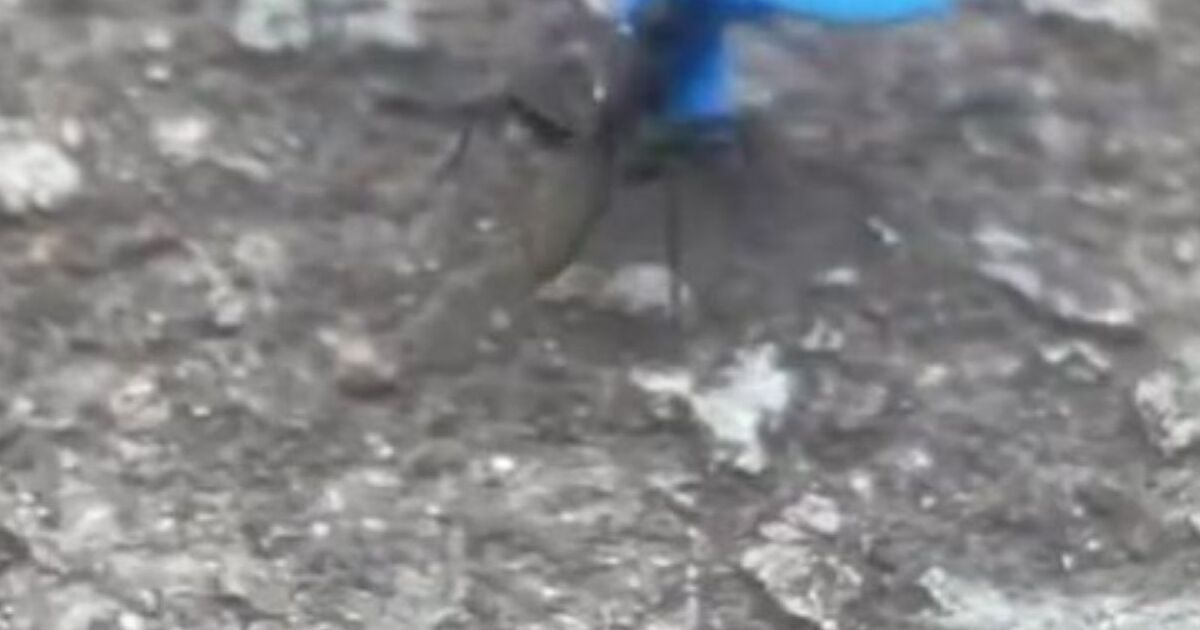 通勤中、ふと地面を見たら……　「えぇ！」アリが運んでいた“まさかのもの”に仰天「何に使うんだろ笑」「みんなザワつくと思う」 | その他生き物 ねとらぼ