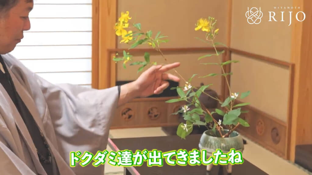 徐々にドクダミを前面に出していったら……