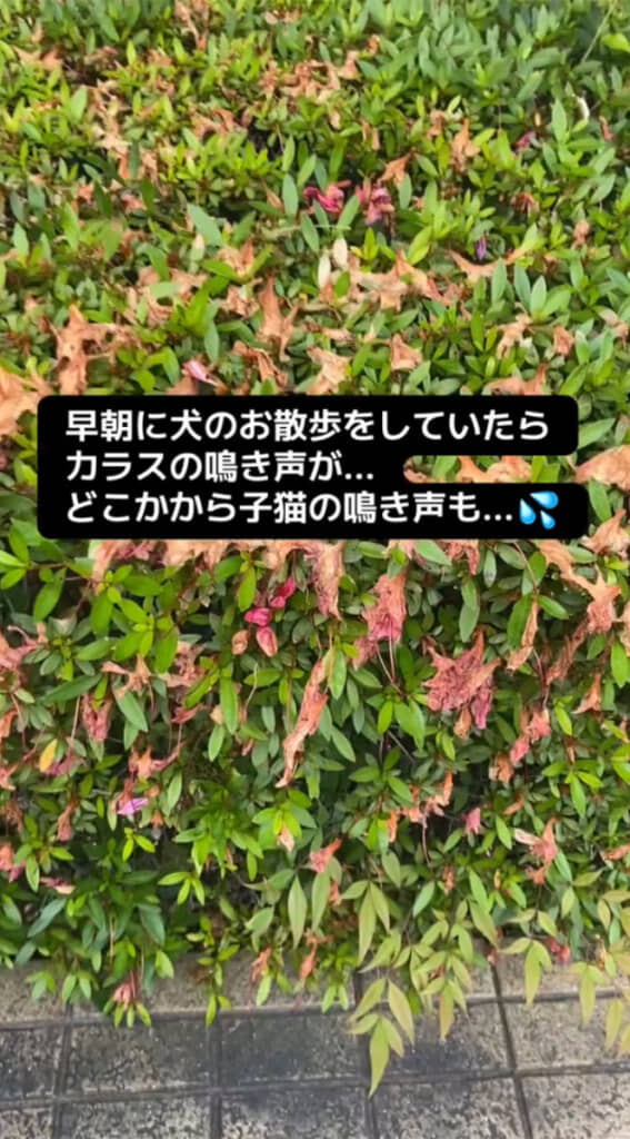 カラスの鳴き声がすごいと思っていたら、子猫の鳴き声も聞こえてきました