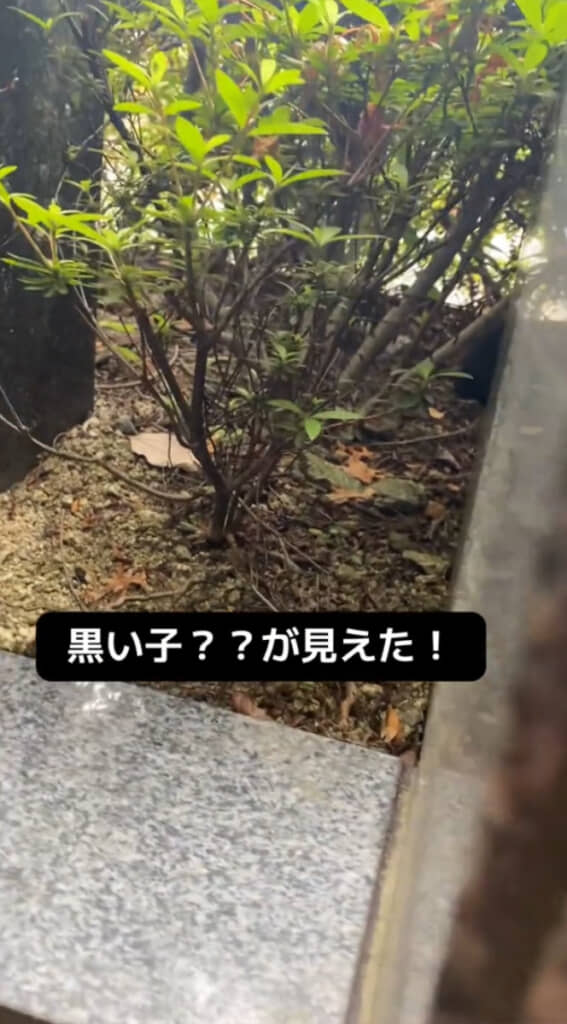 子猫らしき姿を発見……！