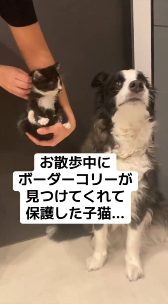 保護した子猫と、子猫を見つけたボーダーコリーのもみじさん