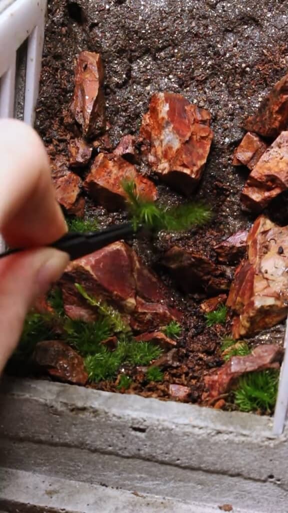 泥や石、植物を配置