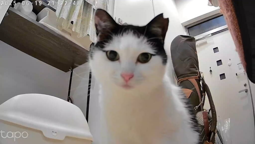 カメラを見つけたおこめちゃん