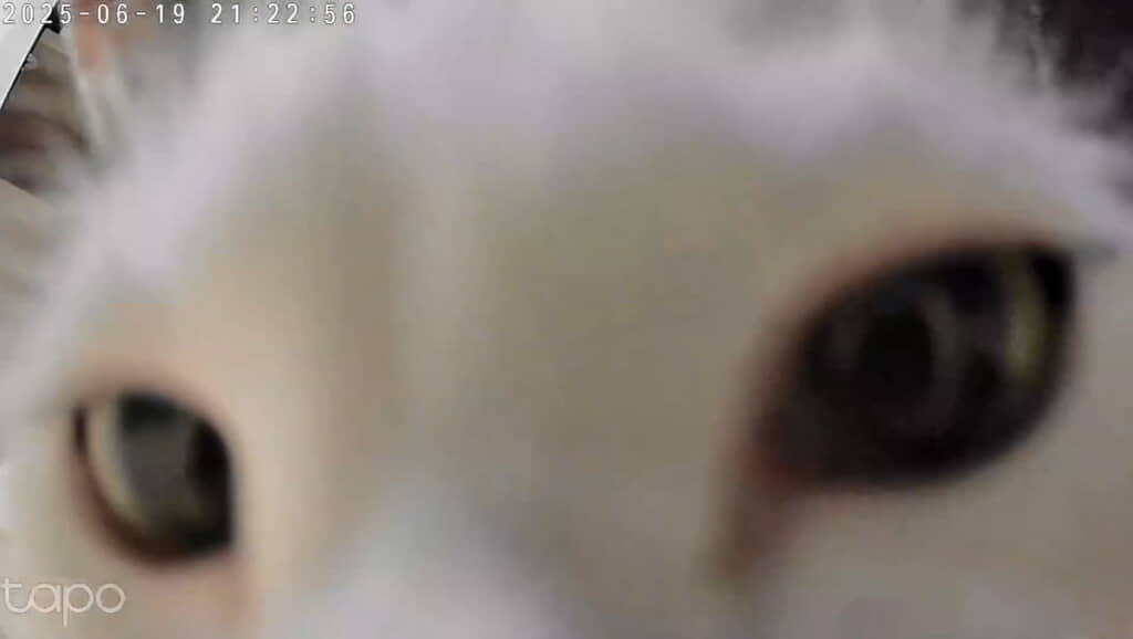 顔を近づけてクンクン