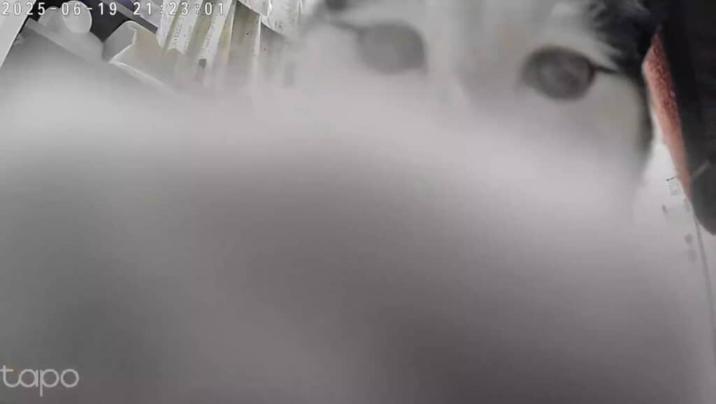 前足でチョイチョイ