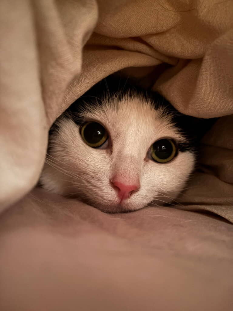 病院から帰ってきて潜っちゃう