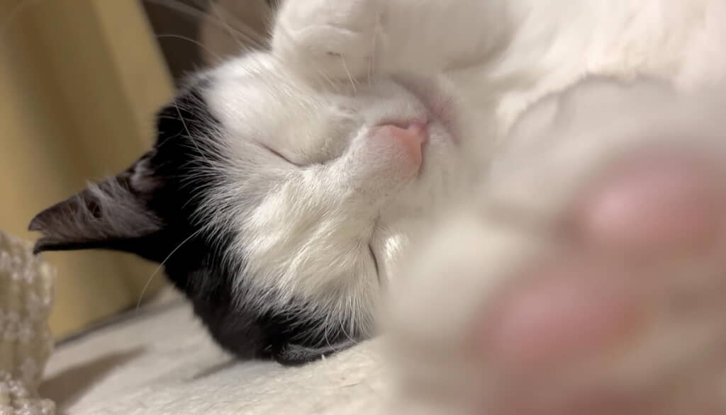 すやすやのびのび